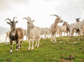 cabras no pasto de alta montanha foto