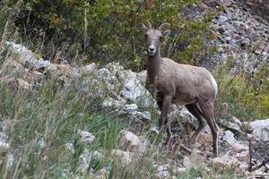 carneiro selvagem em uma colina rochosa em Wyoming foto