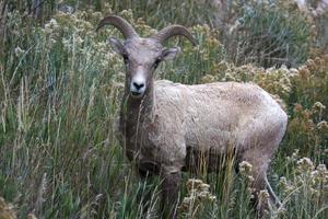 carneiro selvagem em uma colina rochosa em Wyoming foto