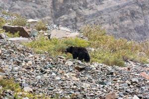 urso negro americano em uma montanha em montana foto