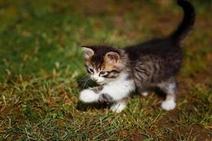 pequeno gatinho cinza e branco bonito caminha e brinca com cuidado na grama verde. adorável animal de estimação ao ar livre no verão foto