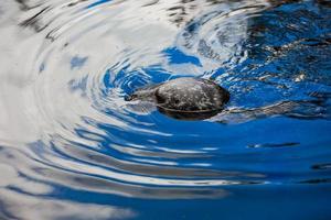 uma foca olhando diretamente para a câmera enquanto na água em uma praia. selos na água. foto