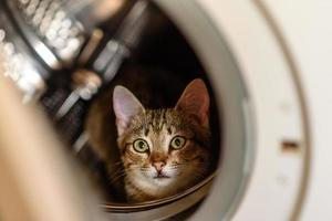 o gato está sentado em um tambor na máquina de lavar foto