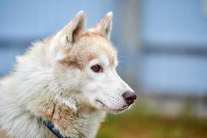 retrato de cachorro husky foto