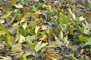 folhas verdes vegetação útil como pano de fundo foto