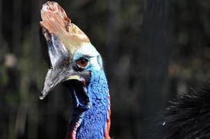 casuar gênero casuarius pássaro que não voa da Nova Guiné Trópica foto