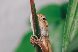 lagarto de cerca de jardim oriental ou calotes versicolor sentado em um galho na selva tropical. lagarto asiático em um fundo desfocado de floresta verde. animal da Ásia, réptil foto