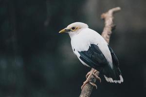 myna branco ou myna alado preto no galho. lindo pássaro branco da Indonésia.