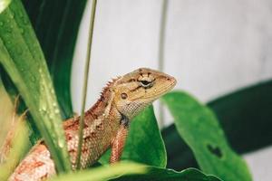 lagarto de cerca de jardim oriental ou calotes versicolor sentado em um galho na selva tropical. lagarto asiático em um fundo desfocado de floresta verde. animal da Ásia, réptil foto