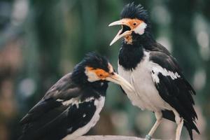 o myna pied ou estorninho pied asiático ou jalak suren, pássaro myna local da indonésia foto