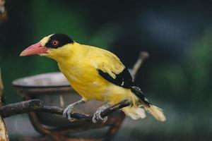 oriole de nuca preta ou único pássaro amarelo empoleirado em um galho de árvore. foto