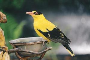 oriole de nuca preta ou único pássaro amarelo empoleirado em um galho de árvore. foto