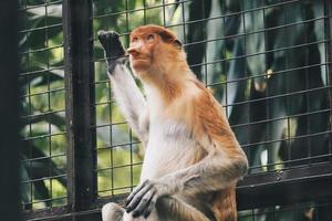 retrato de macaco-narigudo macho na área de conservação de kalimantan, indonésia. endêmica de Bornéu. nariz de macaco enorme. foto