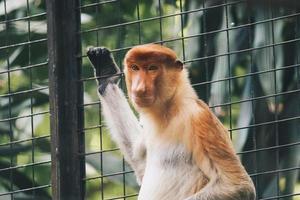 retrato de macaco-narigudo macho na área de conservação de kalimantan, indonésia. endêmica de Bornéu. nariz de macaco enorme. foto