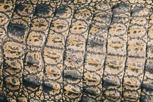 vista superior da pele superior de crocodilo de água salgada ou buaya muara ou crocodilo indo-australiano ou crocodilo devorador de homens. tomando sol no zoológico do pântano. foto