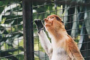 retrato de macaco-narigudo macho na área de conservação de kalimantan, indonésia. endêmica de Bornéu. nariz de macaco enorme. foto