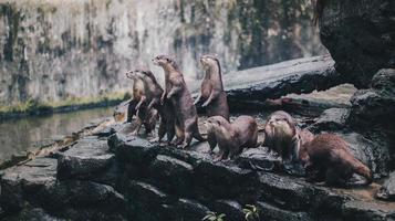 lontra de garra pequena oriental, também conhecida como a lontra de garra pequena asiática em pé junto com seu grupo. foto