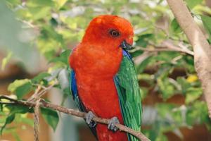 close-up de papagaio rei australiano no galho foto
