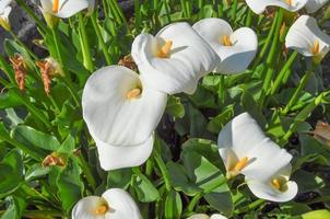 flor de calla selvagem aka bog arum, calla de pântano ou flor de arum de água foto