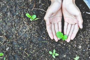 plantar mudas dá nova vida às nossas mãos.