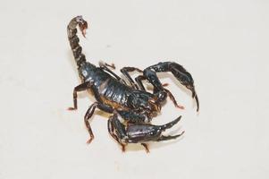 escorpião, pandinus imperator, foto