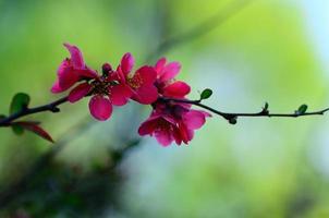 flores vermelhas cor de rosa em um arbusto foto