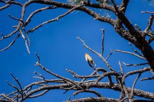 red crossbill no parque nacional de bryce canyon foto