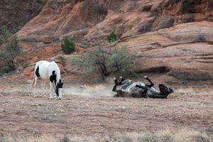 cavalos selvagens canyon de chelly foto