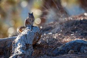 close-up de um esquilo no Bryce Canyon foto