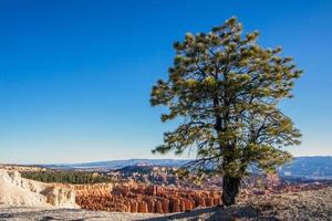 pinheiro na borda do Bryce Canyon foto