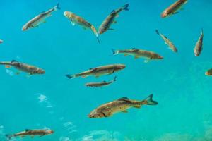 belos peixes no lago turquesa. outono fantástico. plitvice foto