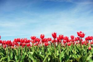 lindo campo de tulipas vermelhas na Holanda. evento fantástico com foto