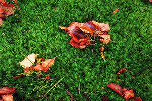 folha de bordo vermelho no chão de musgo verde foto