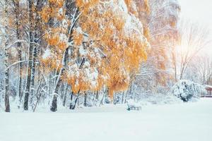floresta de faias de montanha de outubro com a primeira neve do inverno. Cárpatos. ucrânia europa