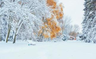 floresta de faias montanha de outubro com a primeira neve do inverno foto