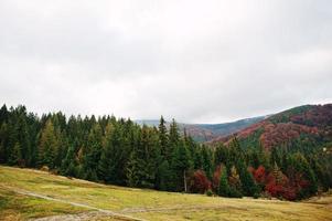 abeto verde e floresta de outono vermelha. floresta de outono, muitas árvores em colinas nas montanhas dos cárpatos na ucrânia, europa. foto