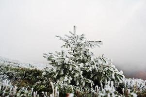 pequena árvore de ano novo na colina congelada com neblina nas montanhas dos cárpatos foto