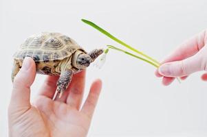 tartaruga terrestre asiática na mão do homem e snowdrops isolados no branco. natureza e conceito humano. foto