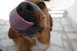 cabeça de cachorro marrom e branco foto