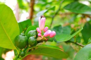 flor de limão fresco, limão com uma abelha colhendo foco seletivo de flor de limoeiro foto