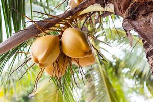 bando de coco verde fresco pendurado na árvore com folhas verdes turva como pano de fundo. foto