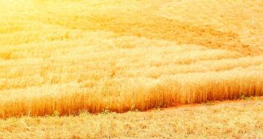 campos de trigo dourados. o trigo totalmente maduro está pronto para ser colhido. aveia, centeio, cevada. cultivo de trigo. foto