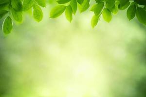 natureza da folha verde no jardim no verão. folhas verdes naturais plantas usando como fundo de primavera folha de rosto verde ambiente ecologia papel de parede foto