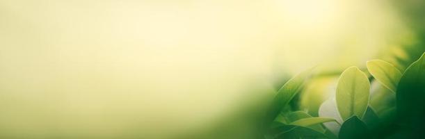 natureza da folha verde no jardim no verão. folhas verdes naturais plantas usando como fundo de primavera folha de rosto verde ambiente ecologia papel de parede verde limão foto