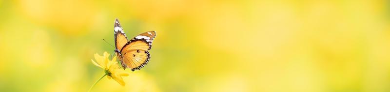 natureza da borboleta e da flor no jardim usando como plano de fundo a página de rosto do dia das borboletas ou o modelo de banner design de papel de parede da página de destino do folheto foto