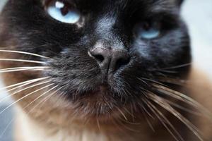 close-up de nariz de gato siamês foto