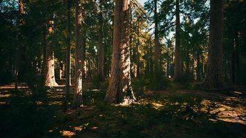 escala das sequoias gigantes do parque nacional das sequoias foto