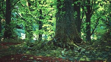 cenário de floresta verde com o sol lançando belos raios através da folhagem foto