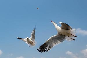 gaivotas voando no céu foto