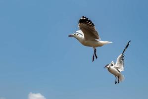 gaivotas voando no céu foto